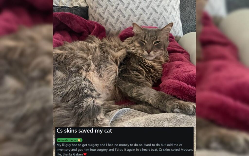 CS2: jogador vende inventário para pagar cirurgia de pet