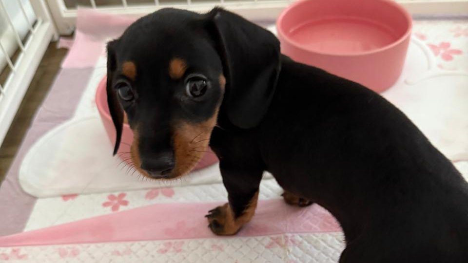 Sakura, cachorra adotada pelo MIBR em Los Angeles